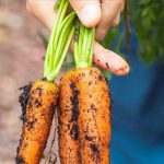 Wie nachhaltige Landwirtschaft und Investitionen eine bessere Zukunft gestalten 150x150 - Wie nachhaltige Landwirtschaft und Investitionen eine bessere Zukunft gestalten